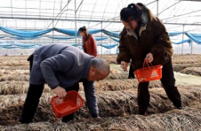 江西赣州赣县区：小小红松茸 撑起山村“致富梦”