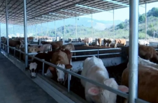 江西永新：小乡村里的“牛”产业 群众致富路上的“大”帮手