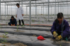 江西抚州临川区：多措并举推动蔬菜产业转型升级
